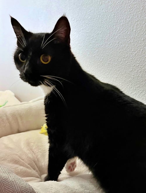 MARINA - WOULD LOVE A FRIENDLY CAT BUDDY!