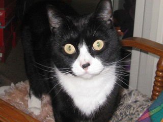 PAISLEY - YOUNG BI-COLOR - Domestic Short Hair / Tuxedo for adoption in Portland