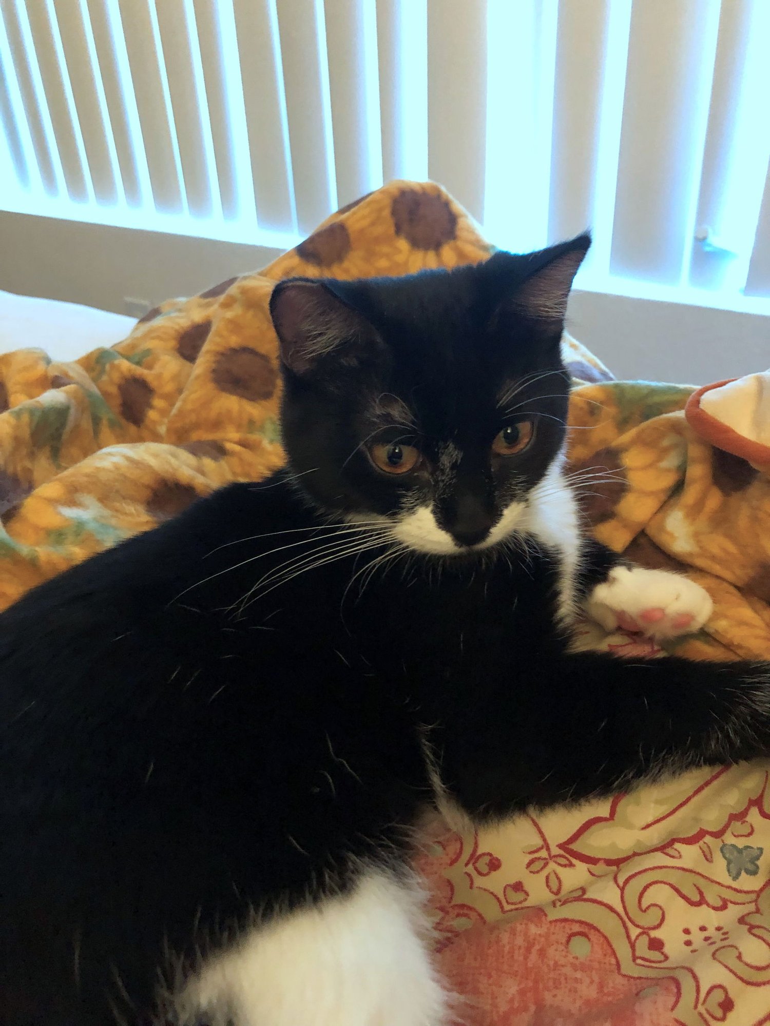 LUCY #1785 - OFFERED BY OWNER - - Tuxedo / Domestic Short Hair available for adoption