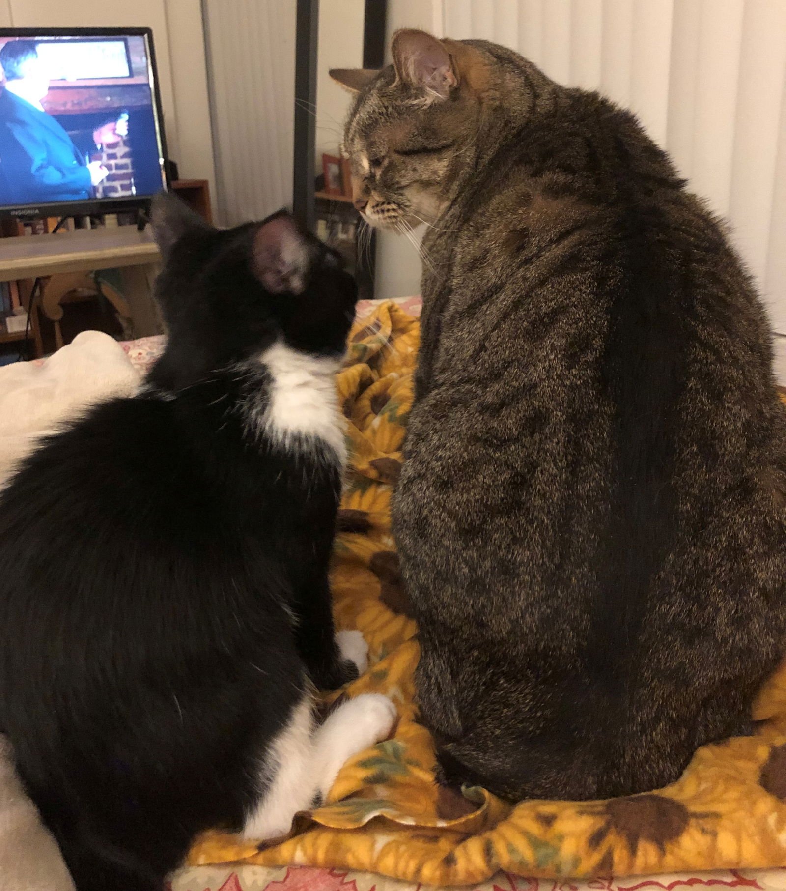 LUCY #1785 - OFFERED BY OWNER - - Tuxedo / Domestic Short Hair available for adoption