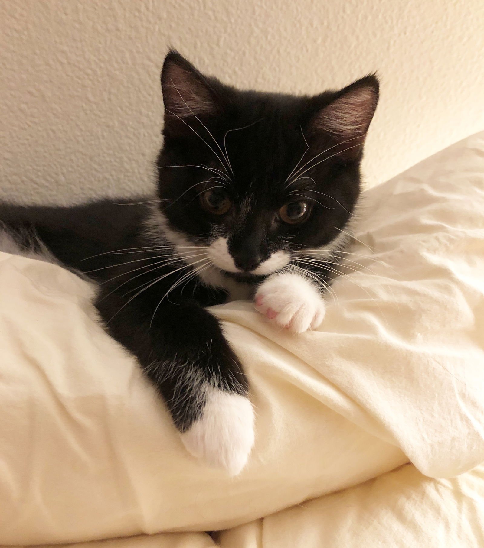 LUCY #1785 - Offered by Owner - - Photo 3