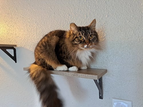 HERA #1724 - OFFERED BY OWNER - SHY FEMALE - Domestic Medium Hair / Tabby available for adoption