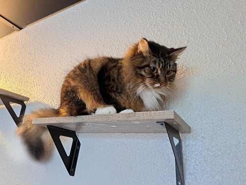 HERA #1724 - OFFERED BY OWNER - SHY FEMALE - Domestic Medium Hair / Tabby available for adoption