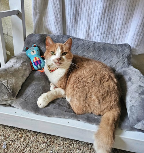 PENNY #1931 - OFFERED BY OWNER -FRIENDLY SENIOR - Domestic Short Hair for adoption in Beaverton