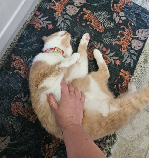 PENNY #1931 - OFFERED BY OWNER -FRIENDLY SENIOR - Domestic Short Hair available for adoption