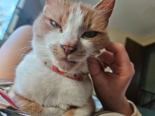 PENNY #1931 - OFFERED BY OWNER -FRIENDLY SENIOR - Domestic Short Hair available for adoption