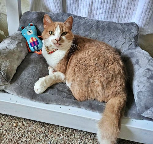 PENNY #1931 - OFFERED BY OWNER -FRIENDLY SENIOR - Domestic Short Hair available for adoption