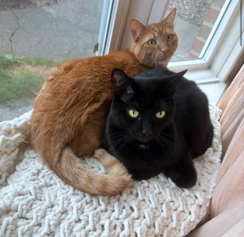 KILLIAN & DUSTY #1916 - OFFERED BY OWNER - BONDED - Tabby / Domestic Short Hair available for adoption