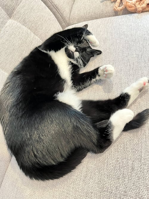 DUTCHESS #1864 - OFFERED BY OWNER - FRIENDLY TUX - Tuxedo / Domestic Short Hair for adoption in Portland