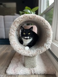DUTCHESS #1864 - Offered by Owner - Friendly Tux - Photo 2