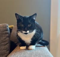 DUTCHESS #1864 - Offered by Owner - Friendly Tux - Photo 3