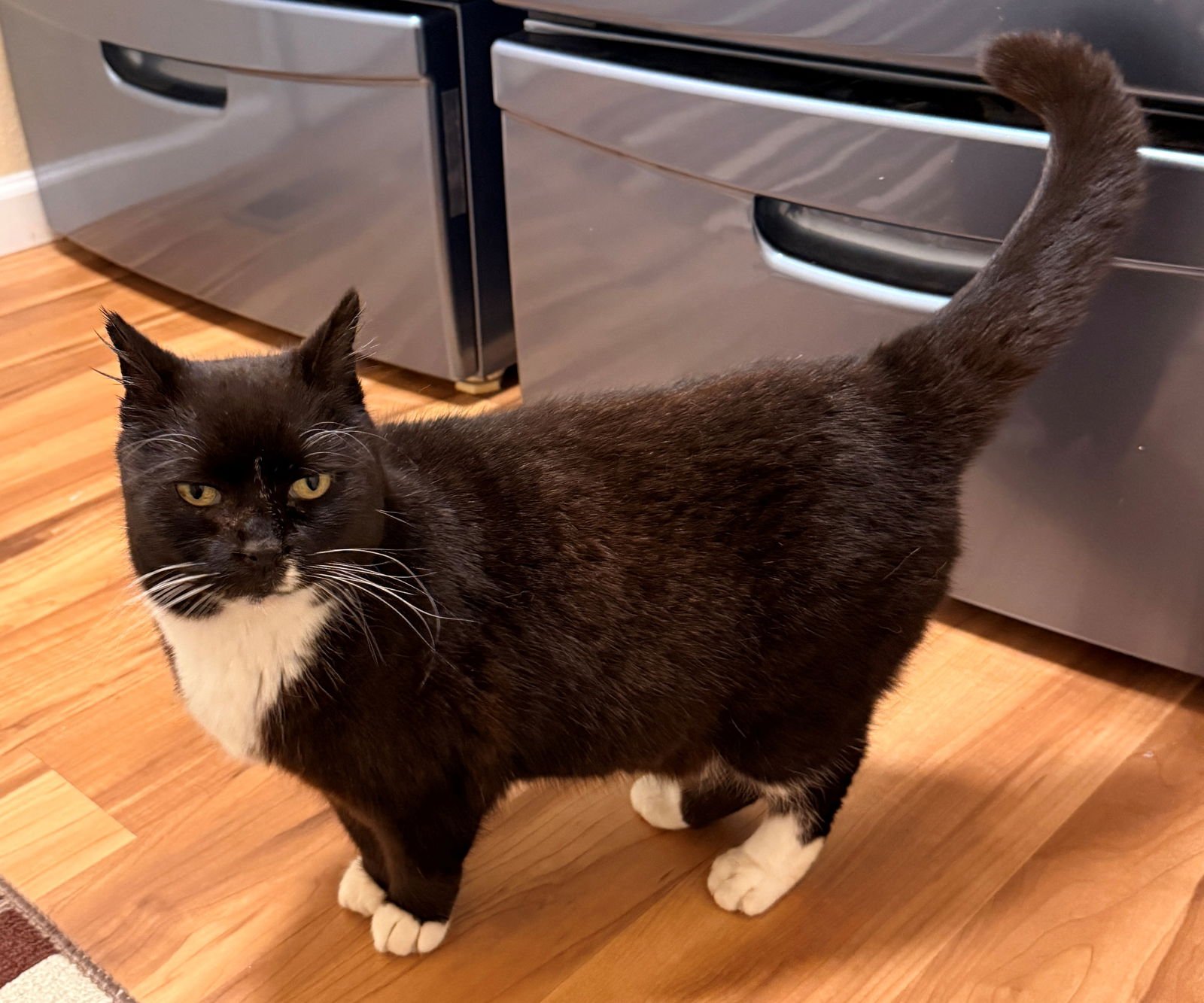 KITTY CAT #1794 - OFFERED BY OWNER - SWEET SENIOR - Domestic Short Hair / Tuxedo for adoption in Portland