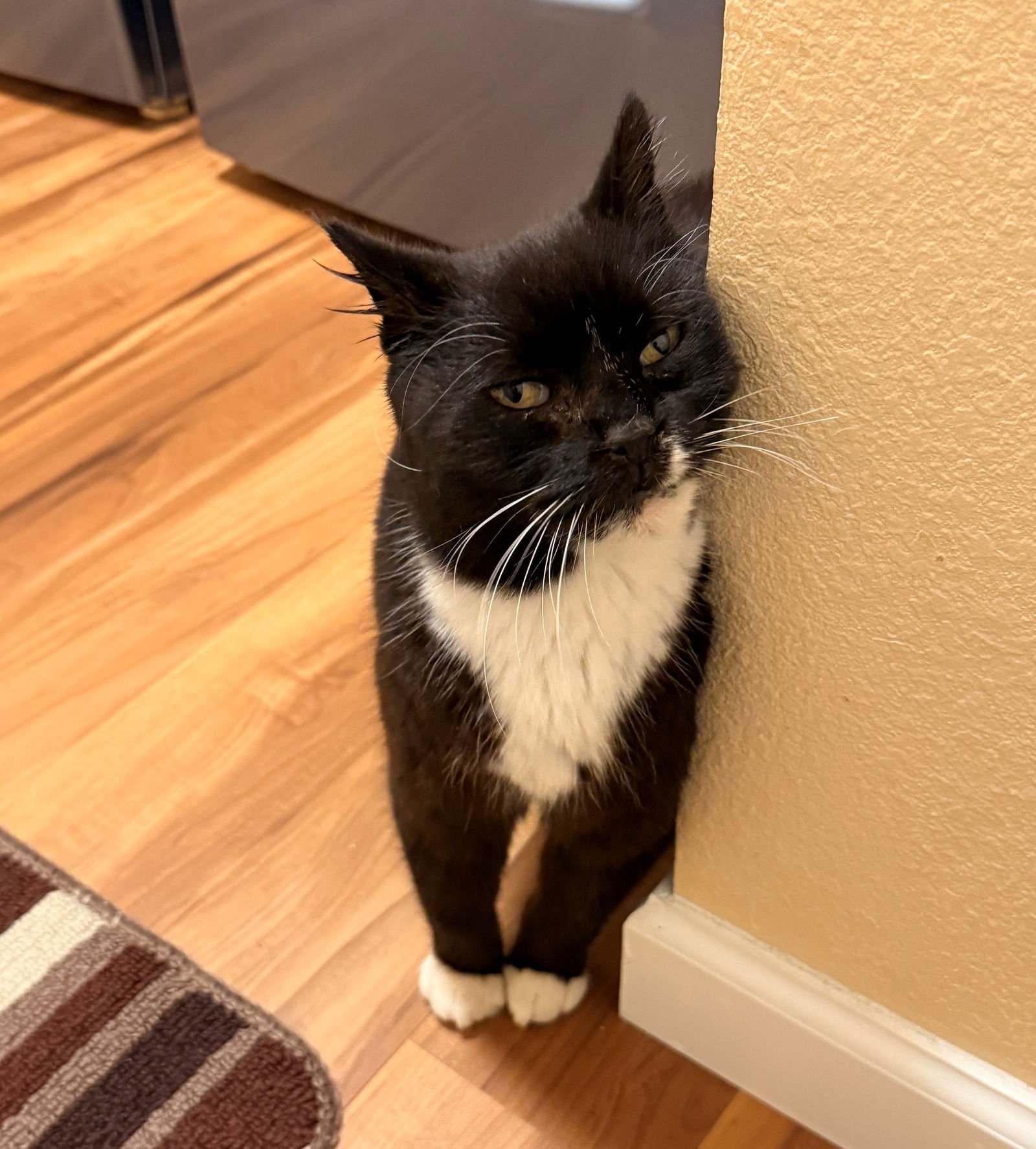 KITTY CAT #1794 - Offered by Owner - Sweet Senior - Photo 2