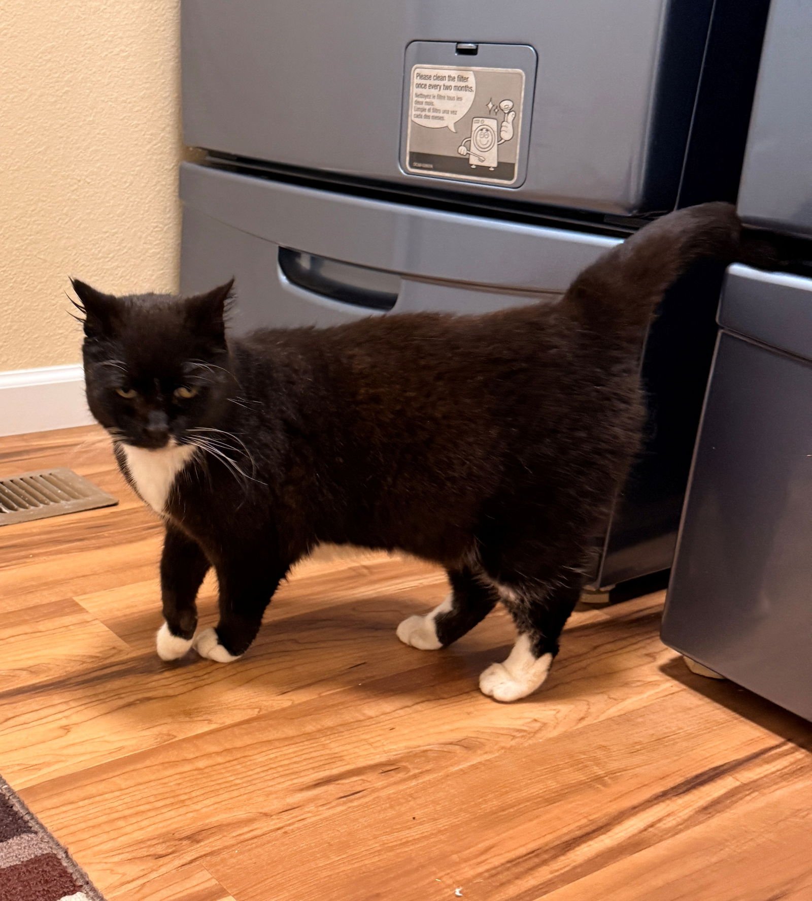 KITTY CAT #1794 - Offered by Owner - Sweet Senior - Photo 3