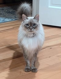 Mr.PEPPER #1951 - Offered by Owner - Ragdoll - Photo 1