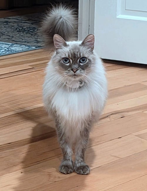 MR.PEPPER #1951 - OFFERED BY OWNER - RAGDOLL - Ragdoll available for adoption