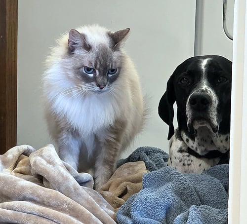 MR.PEPPER #1951 - OFFERED BY OWNER - RAGDOLL - Ragdoll available for adoption