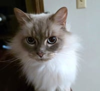 Mr.PEPPER #1951 - Offered by Owner - Ragdoll - Photo 3