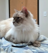 Mr.PEPPER #1951 - Offered by Owner - Ragdoll - Photo 4