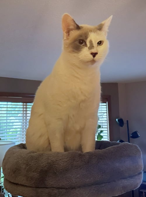 SNOWBALL #1992 -  OFFERED BY OWNER - YOUNG FEMALE - Domestic Short Hair available for adoption
