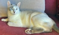 SNOWBALL #1992 -  Offered by Owner - Young female - Photo 1