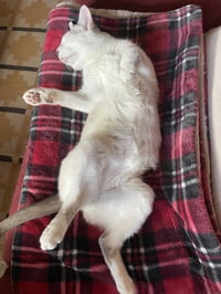SNOWBALL #1992 -  Offered by Owner - Young female - Photo 3
