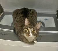 MELODY #1878 - Offered by Owner - Family Tabby - Photo 1