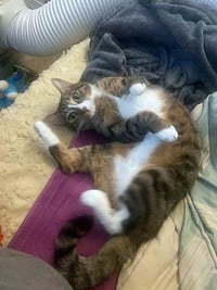MELODY #1878 - Offered by Owner - Family Tabby - Photo 2