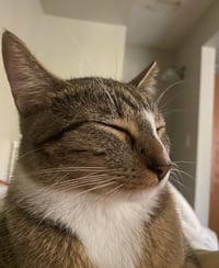 MELODY #1878 - Offered by Owner - Family Tabby - Photo 3