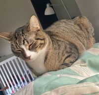 MELODY #1878 - Offered by Owner - Family Tabby - Photo 4