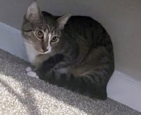 MELODY #1878 - Offered by Owner - Family Tabby - Photo 5