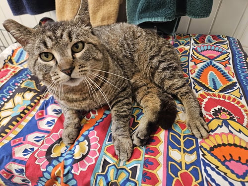 KAI #1954 - OFFERED BY OWNER - INDOOR LIFE!!!