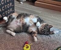 ASTRID #1870 - Offered by Owner - Quiet Calico - Photo 2