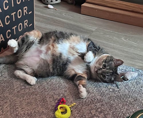 ASTRID #1870 - OFFERED BY OWNER - QUIET CALICO - Calico / Torbie available for adoption