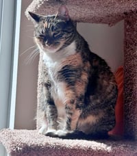 ASTRID #1870 - Offered by Owner - Quiet Calico - Photo 3