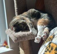 ASTRID #1870 - Offered by Owner - Quiet Calico - Photo 4