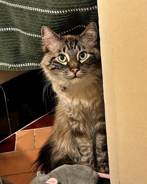 FRANKIE #1961 - OFFERED BY OWNER- FLUFFY & SHY - Domestic Long Hair / Tabby available for adoption