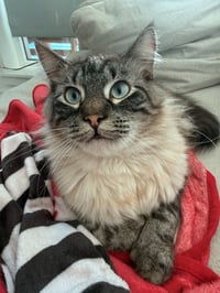 FRANKIE #1961 - Offered by Owner- Fluffy & Shy - Photo 2