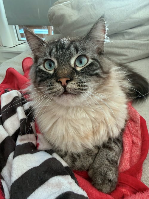 FRANKIE #1961 - OFFERED BY OWNER- FLUFFY & SHY - Domestic Long Hair / Tabby available for adoption