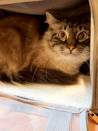 FRANKIE #1961 - Offered by Owner- Fluffy & Shy - Photo 3