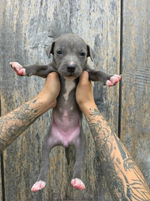 SR PUPPY 1/21 - PENDING