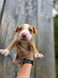 SR Puppy 12/21 - Photo 1