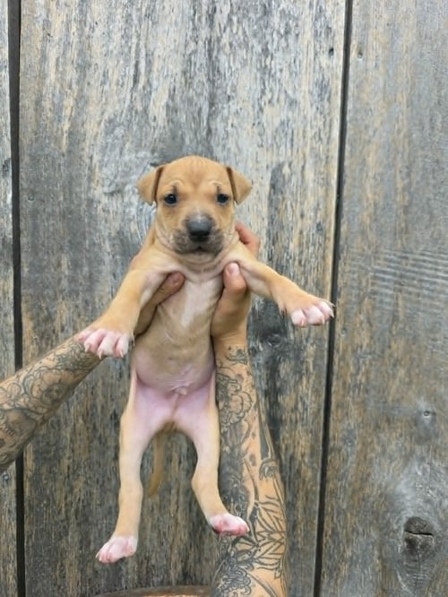 SR PUPPY 20/21 - American Pit Bull Terrier / American Staffordshire Terrier available for adoption