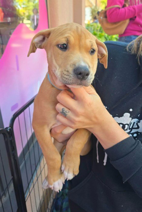 SR Puppy 20/21 Image