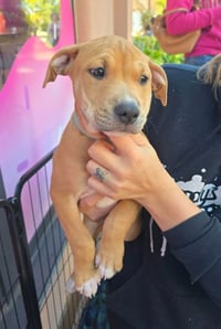 SR Puppy 20/21 - Photo 1