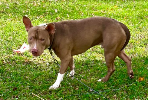 CHINO - American Pit Bull Terrier for adoption in Flint