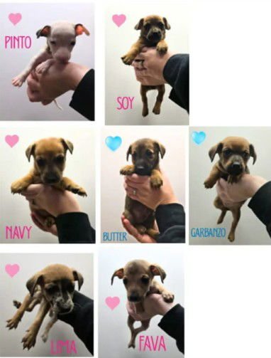 F18 GARBANZO - Dachshund / Australian Shepherd for adoption in Flint