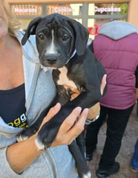 SR Puppy 2/21 - Photo 1