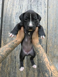 SR Puppy 2/21 - Photo 2