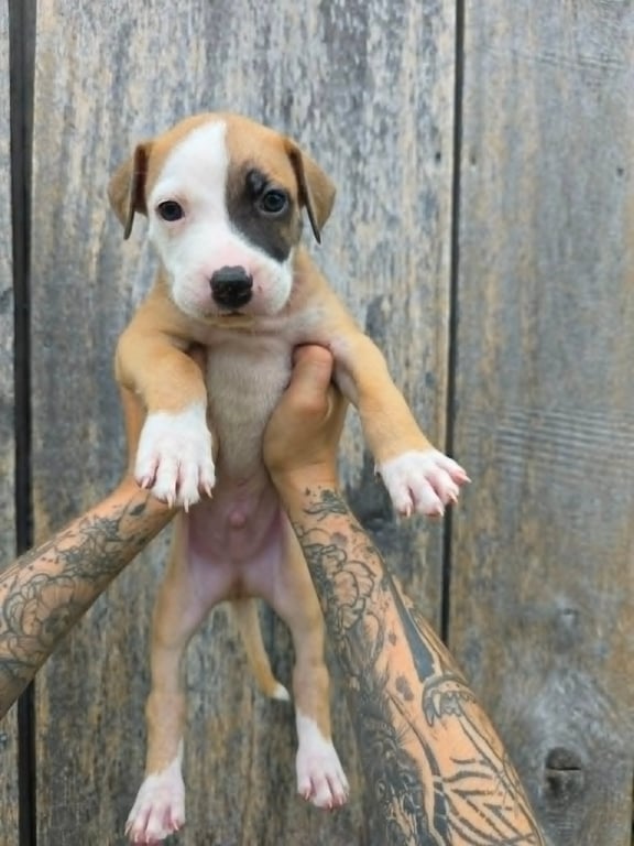 SR Puppy 7/21 - PENDING Image